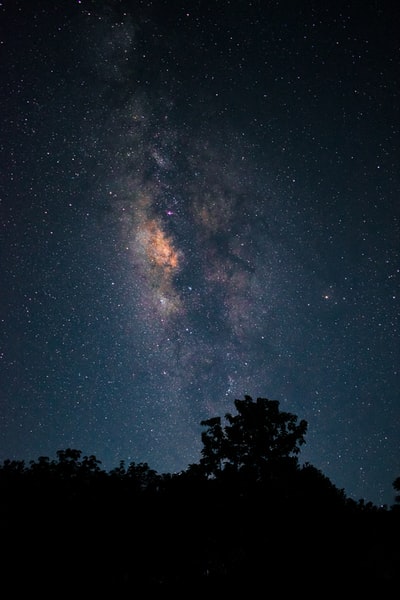 星夜下树木的剪影
